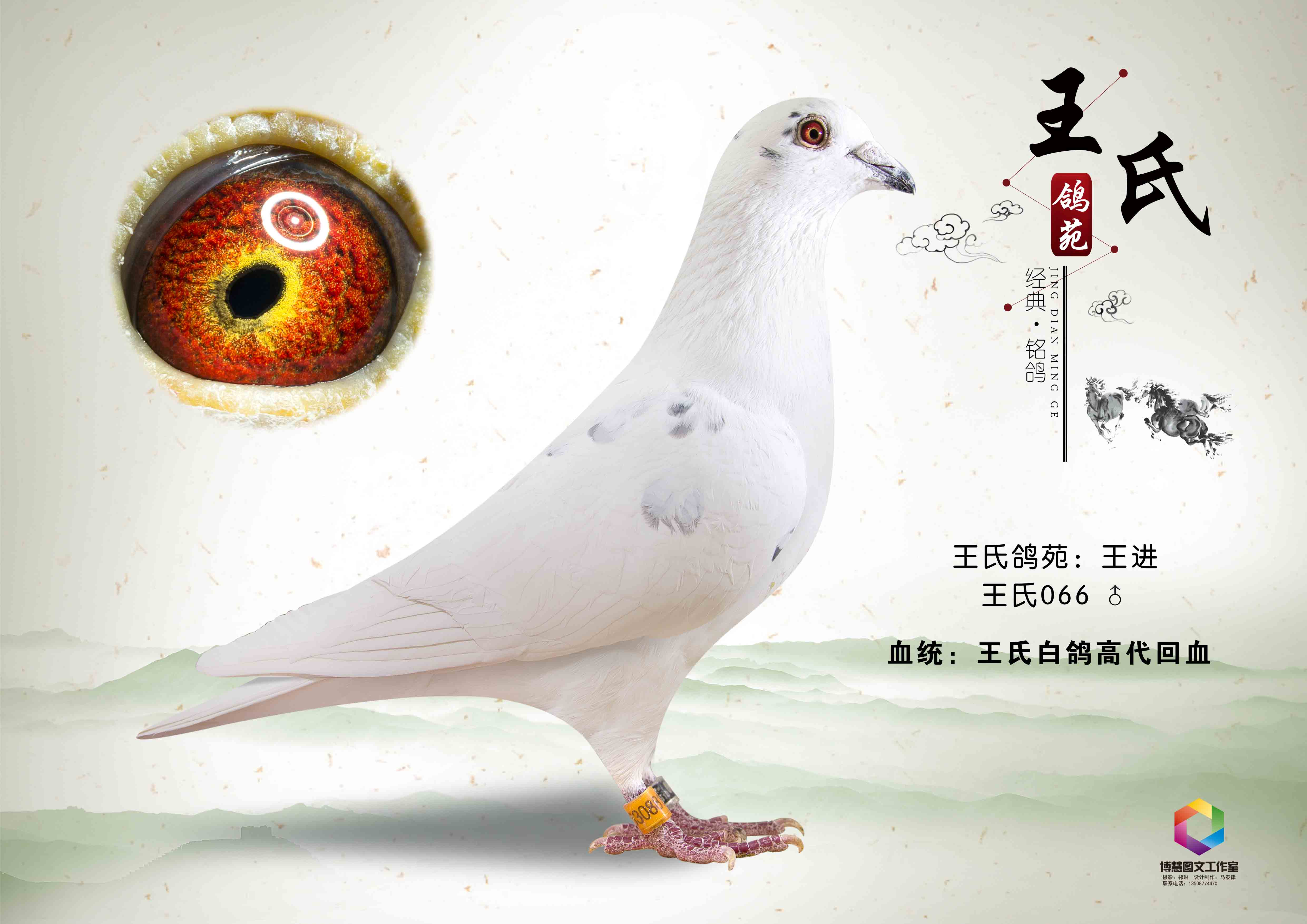 王氏白鸽高代回血