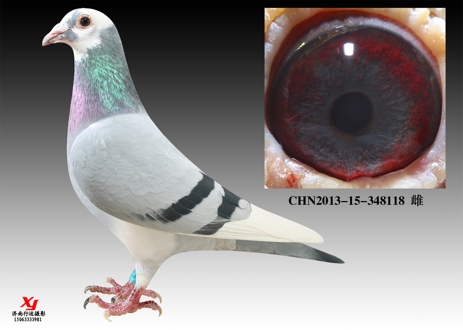 2016济南林翔鸽业乔治波里展售