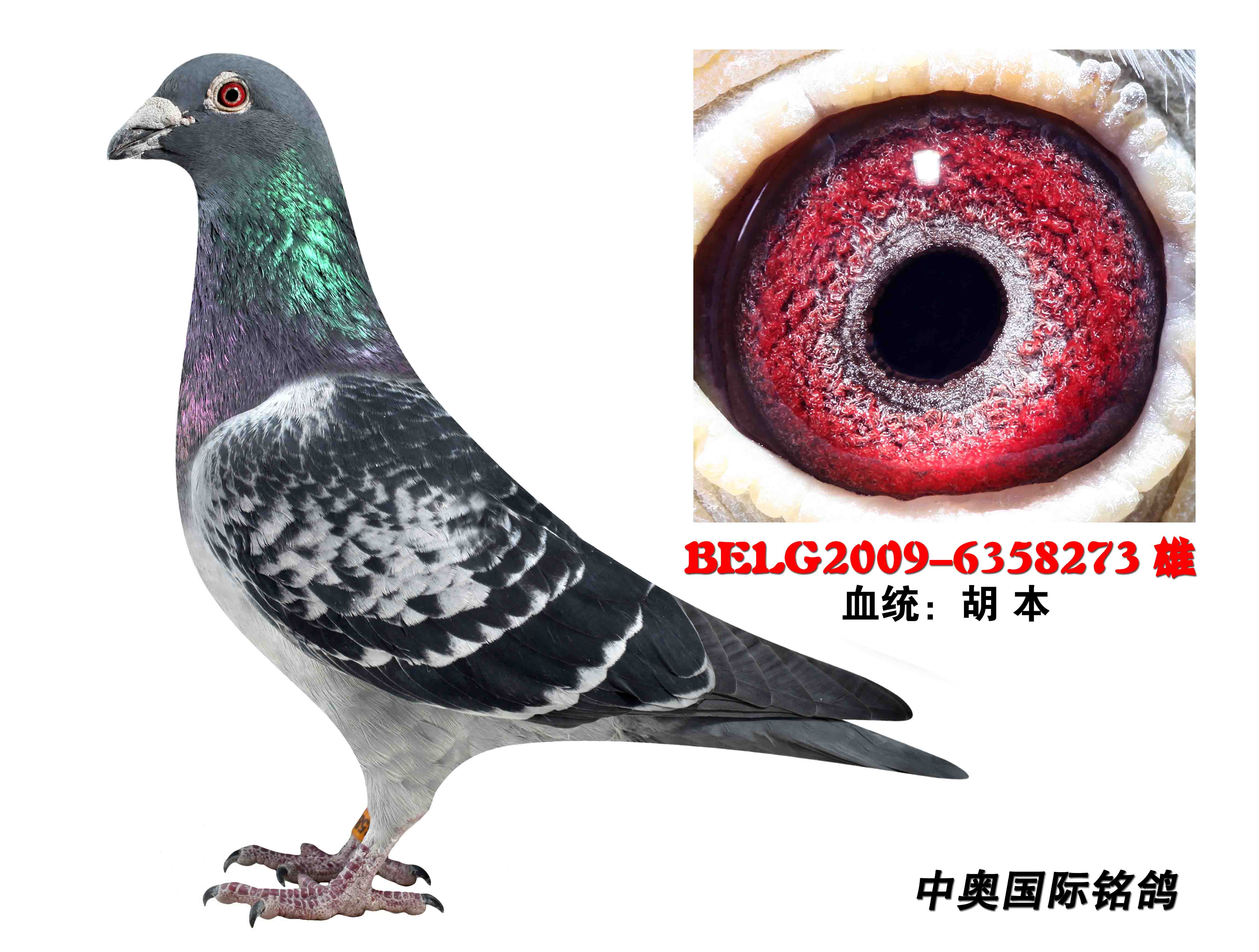 胡本家族种雄 "卢果斗士"号!