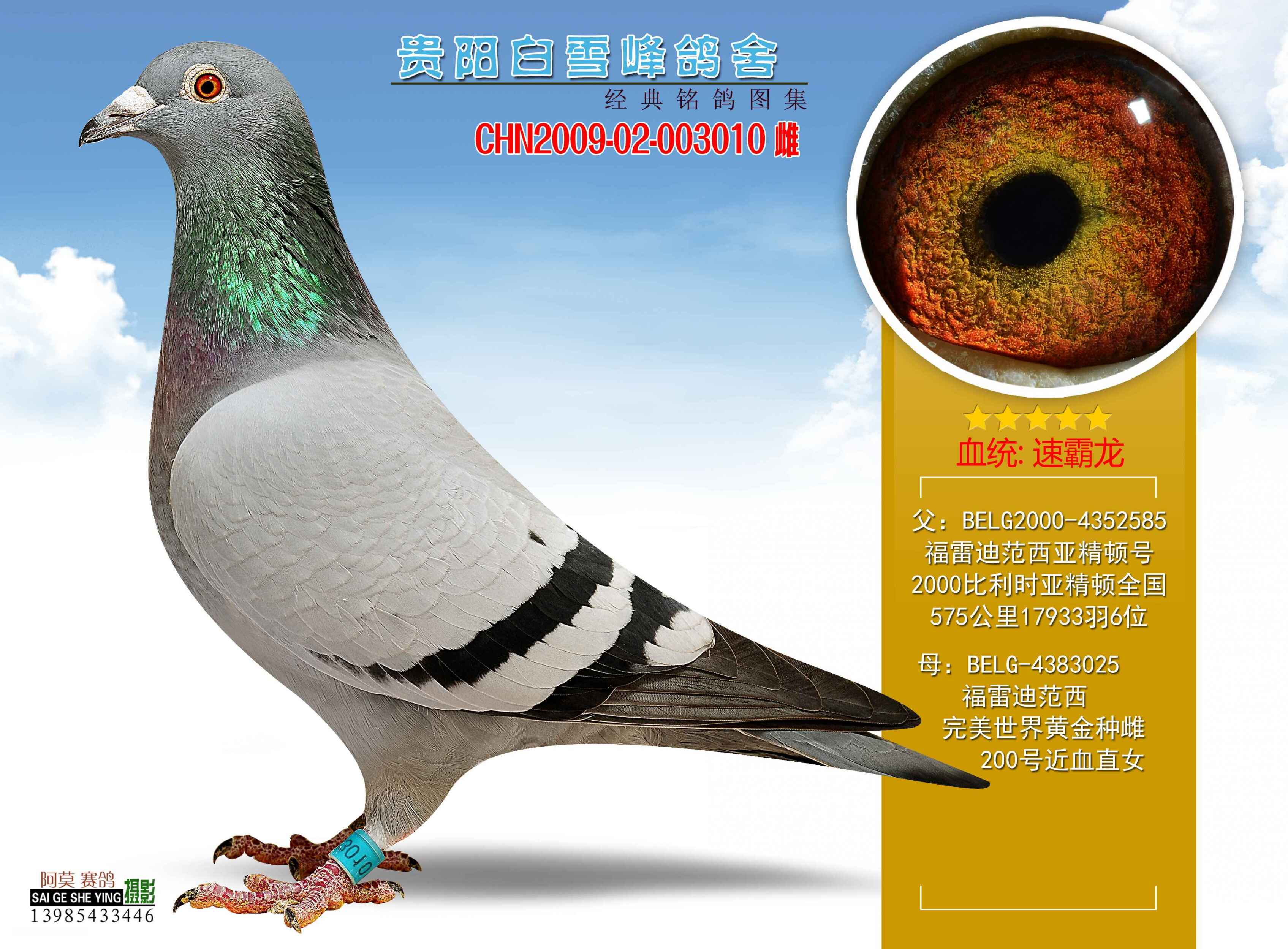速霸龙范西