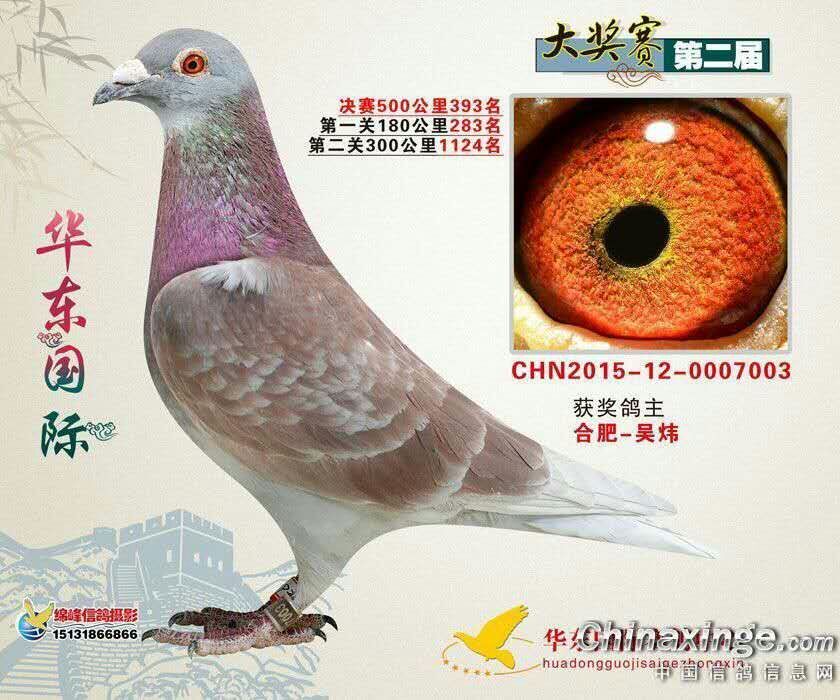 薛中亚鸽系图片