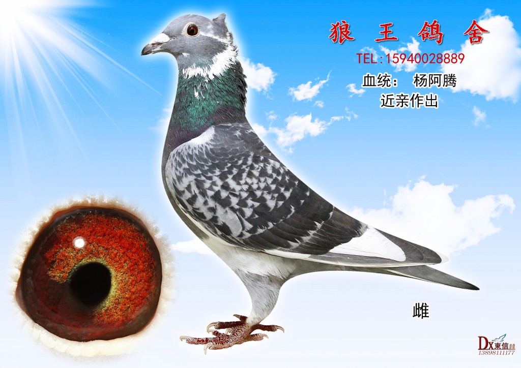 鸟冠杨阿腾精品