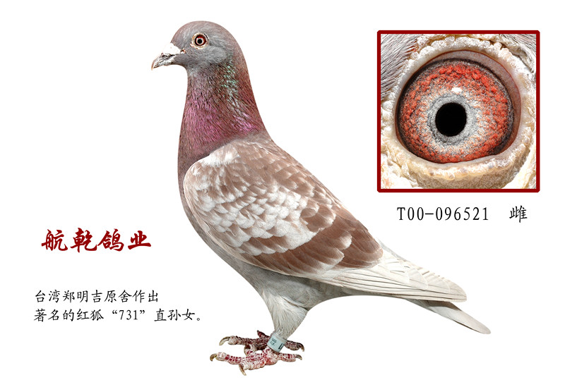 红狐731_航乾鸽业_ag188.com爱鸽商城_中国信鸽信息网