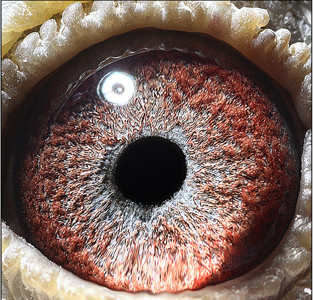 鸽眼【鸽眼放大】