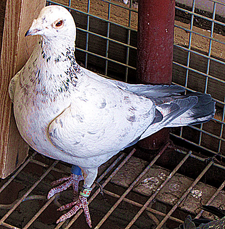 苍白骑士直孙668