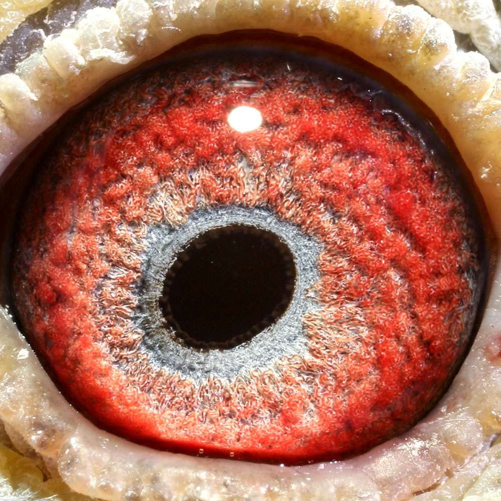 幕利门333_安徽豪翔赛鸽_ ag188.com爱鸽商城_中国信鸽信息网