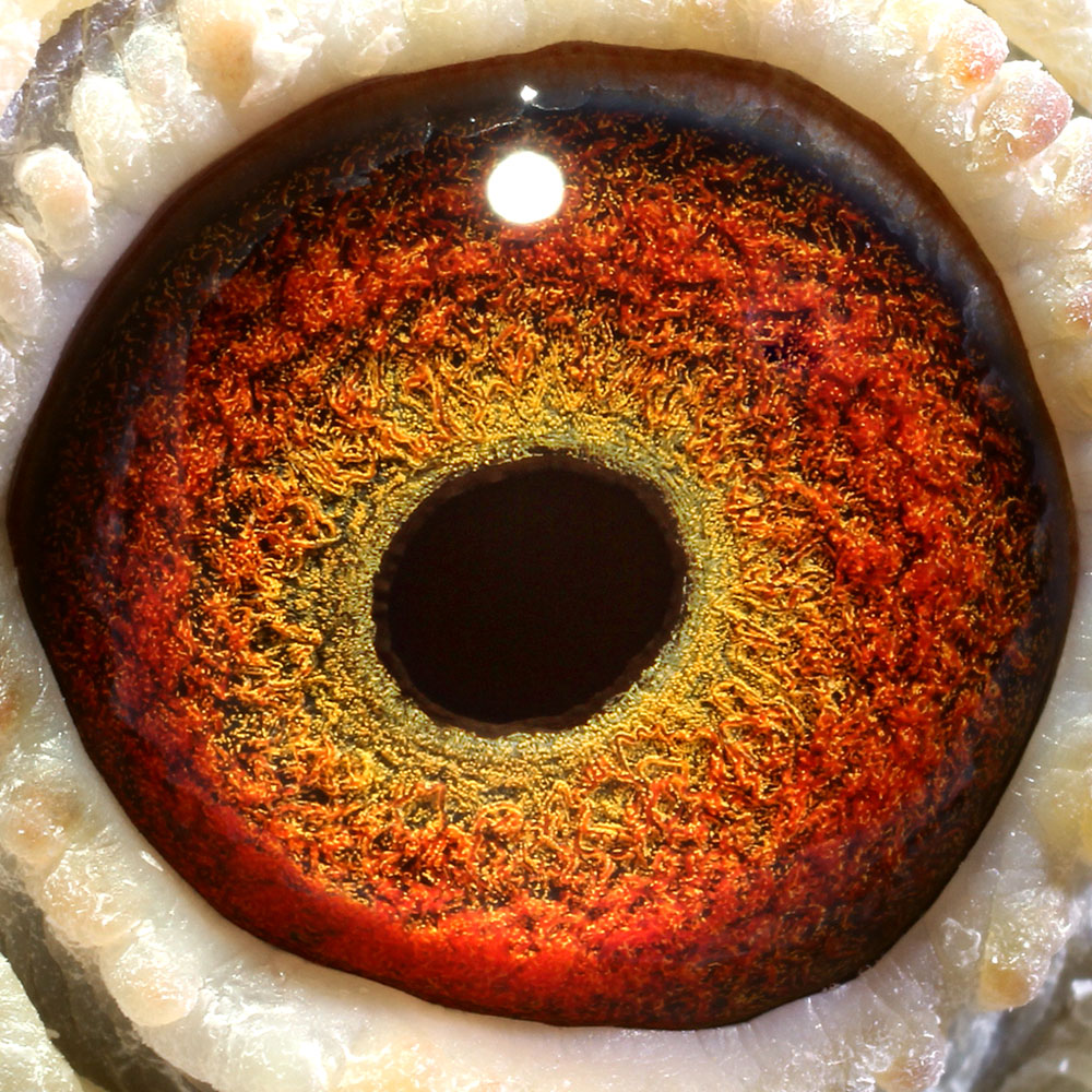 幕利门原舍_安徽豪翔赛鸽_ ag188.com爱鸽商城_中国信鸽信息网