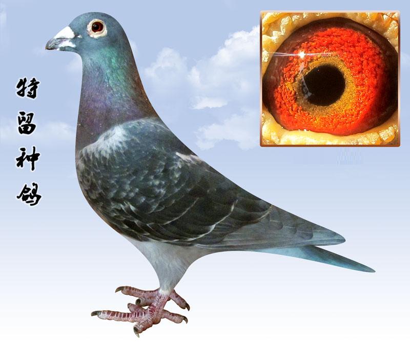 秀龙老雄-战腾雷鸽业-中信网爱鸽商城