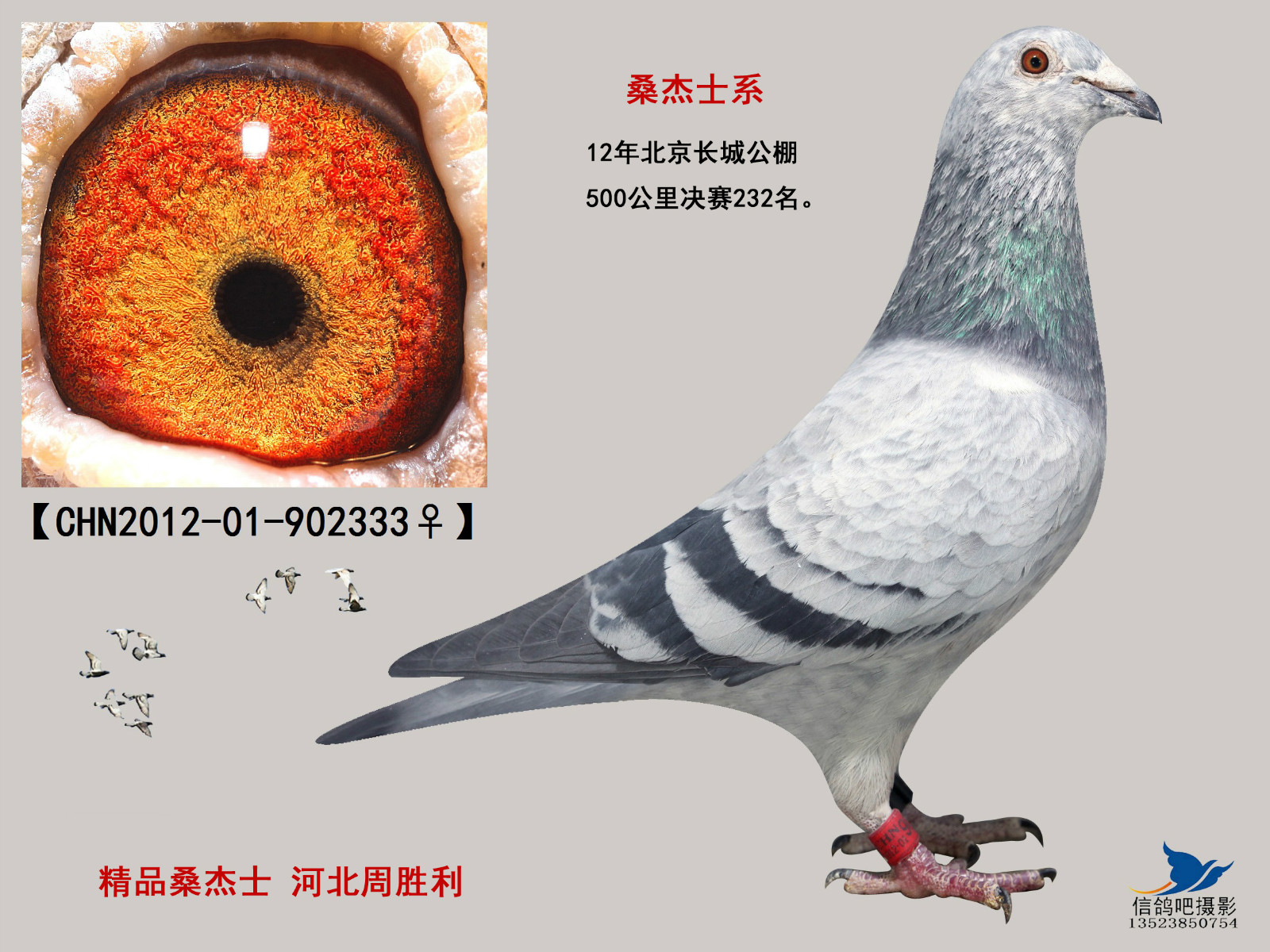 苍白*桑杰士-河北周胜利-中信网爱鸽商城