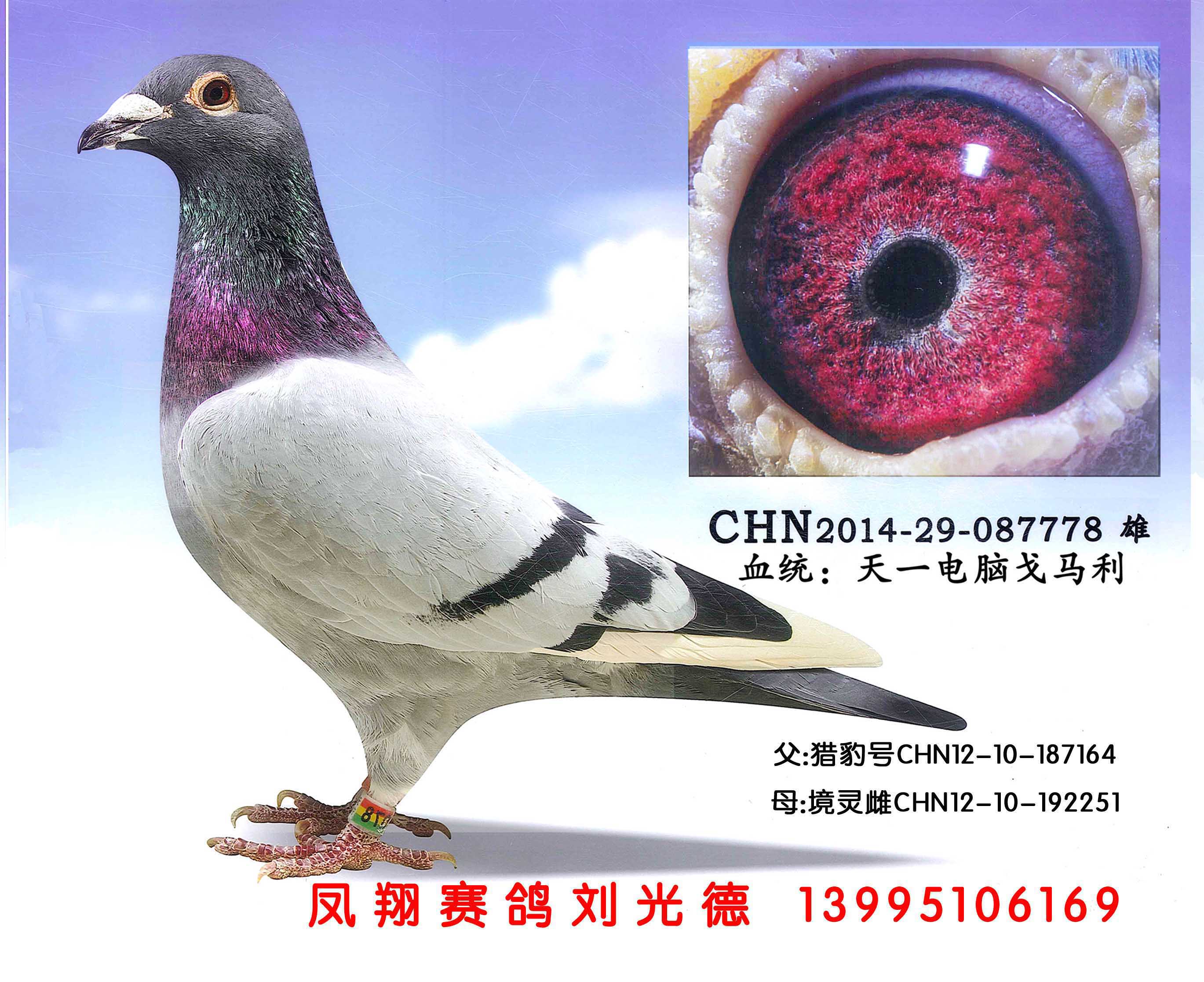 天一戈马利猎豹号配境灵雌做出的直子 已售