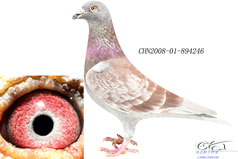 红狐731_航乾鸽业_ag188.com爱鸽商城_中国信鸽信息网