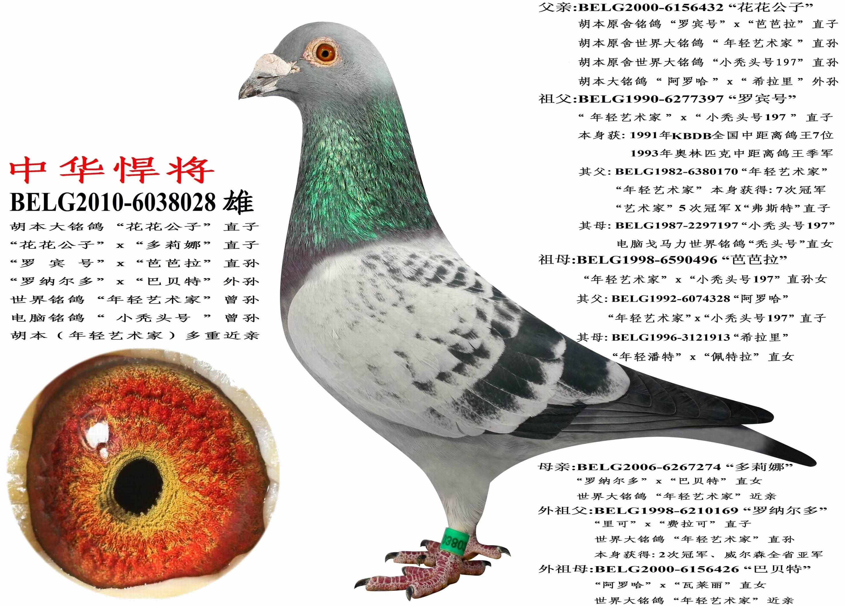 中华悍将_东北瑞源鸽苑-中信网爱鸽商城