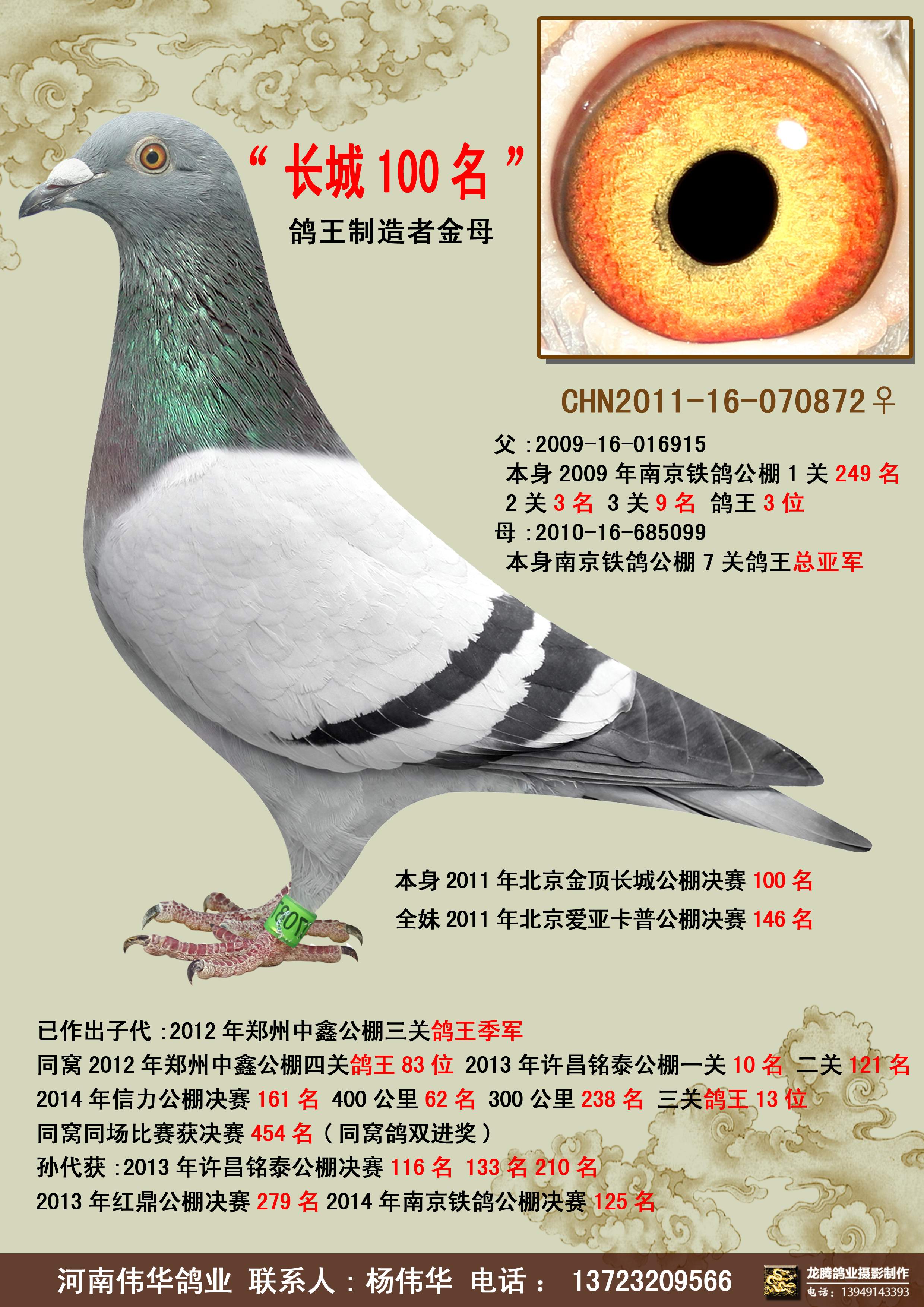北京长城鸽业图片