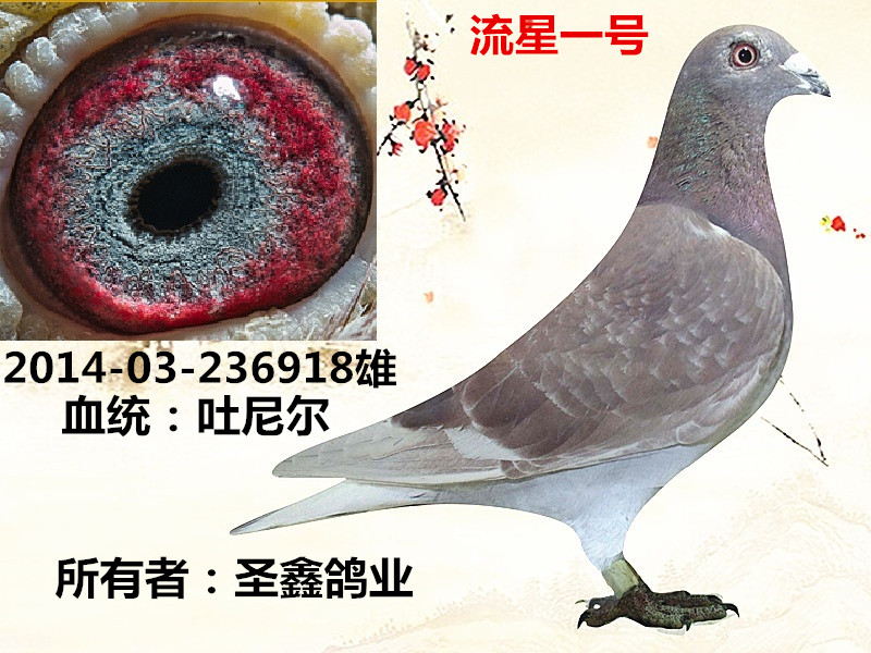 吐尼尔_任丘圣鑫鸽业-中信网爱鸽商城