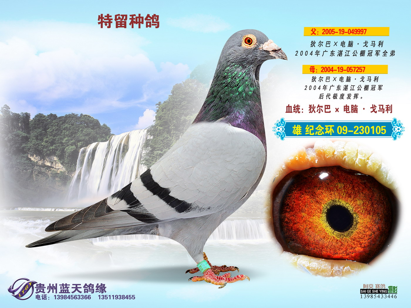 狄尔巴×电脑·戈马利