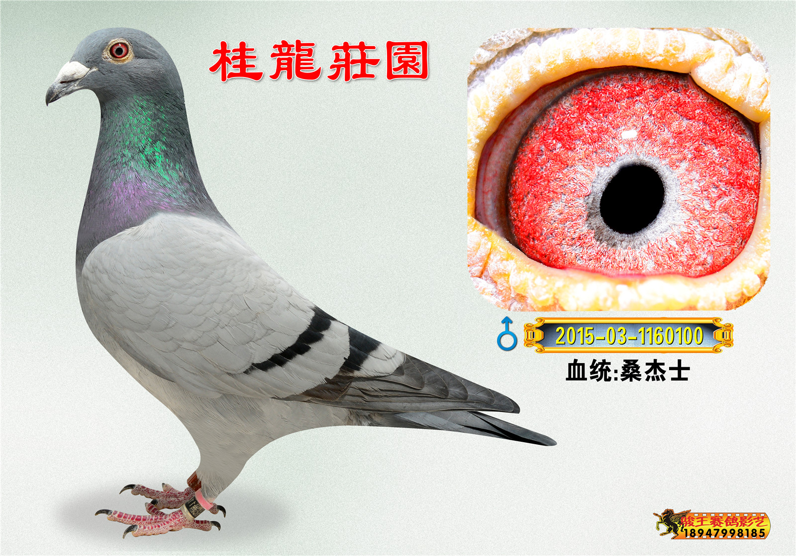 桑杰士回血_桂龙庄园_ ag188.com爱鸽商城_中国信鸽信息网