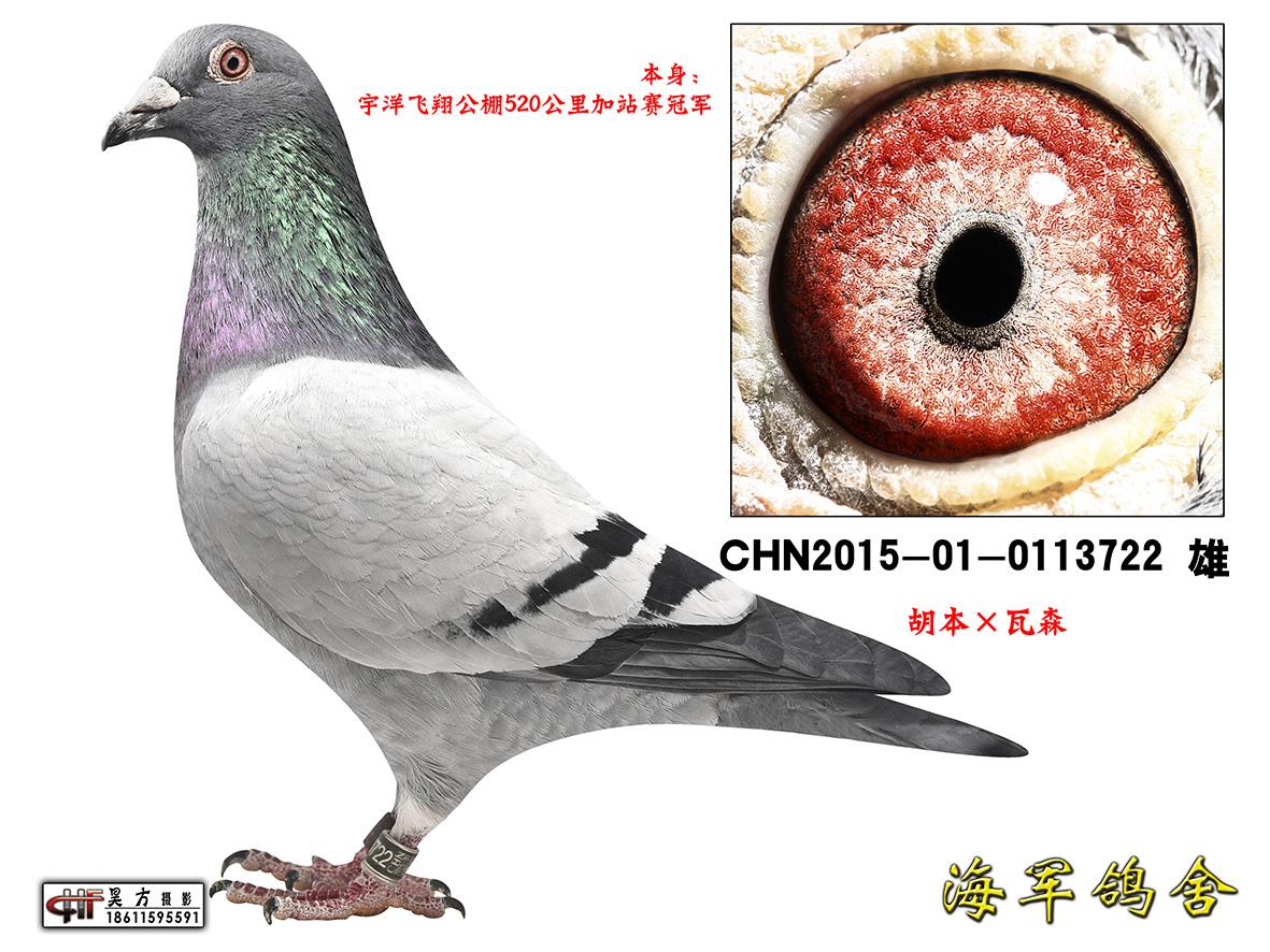 宇洋飞翔520公里冠军