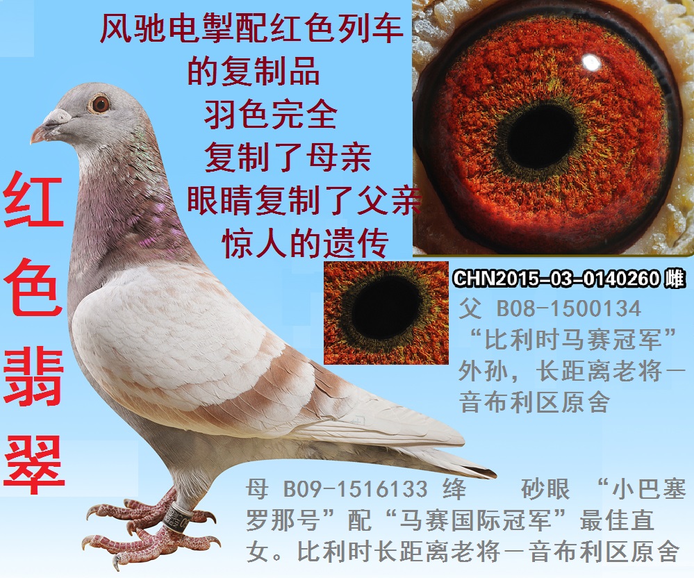 世界长距离最稳鸽系  音布利区原舍