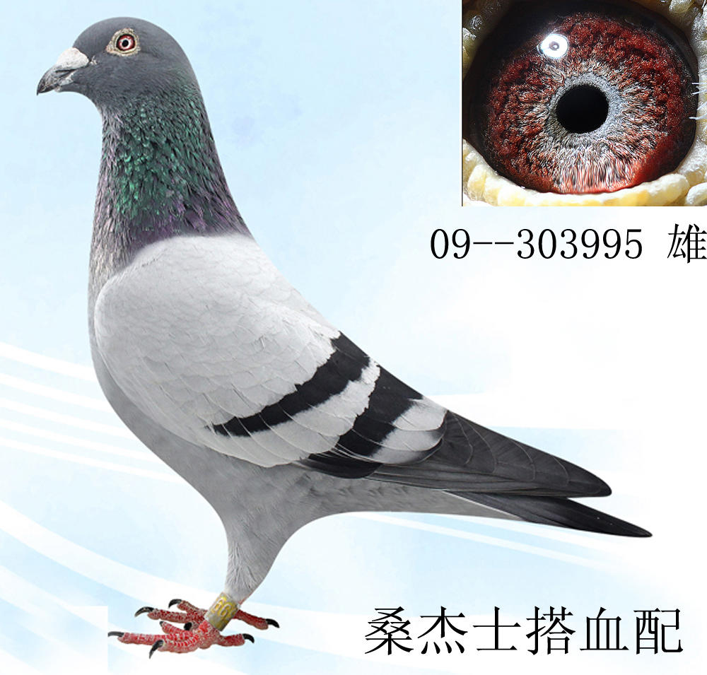 桑杰士--995_上海金盾鸽舍-中信网爱鸽商城