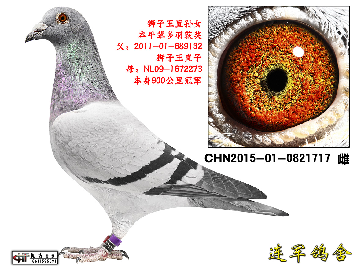 狮子王直孙女_北京李连军-中信网爱鸽商城
