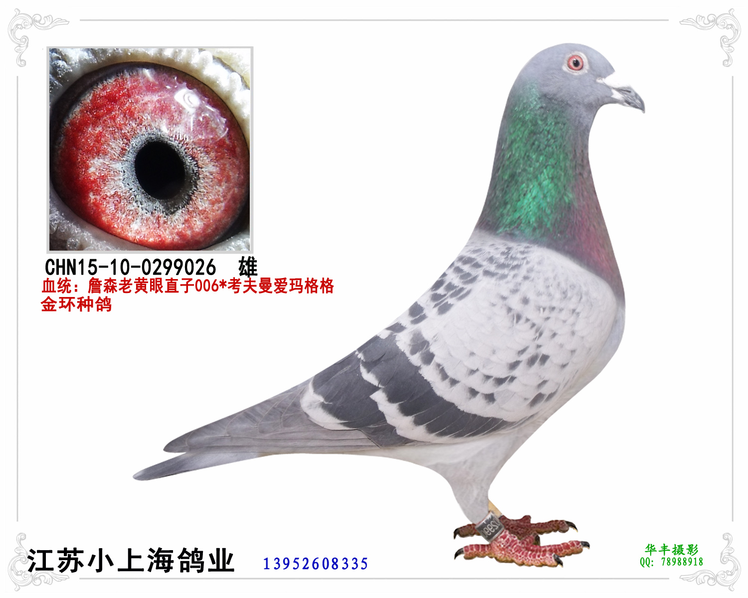 詹森老黄眼*考夫曼