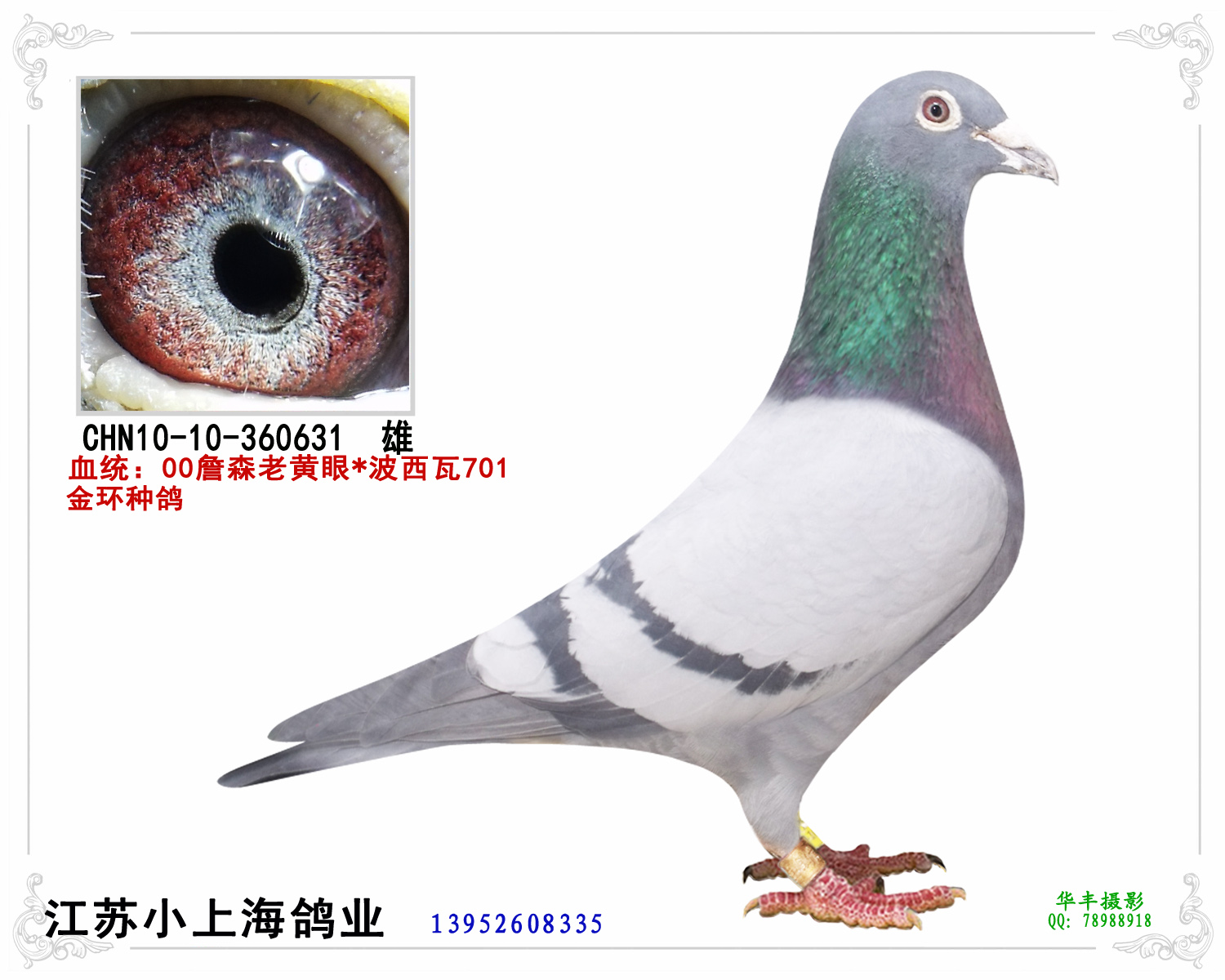 詹森老黄眼*波西瓦_江苏小上海鸽业_ag188.com爱鸽商城_中信网