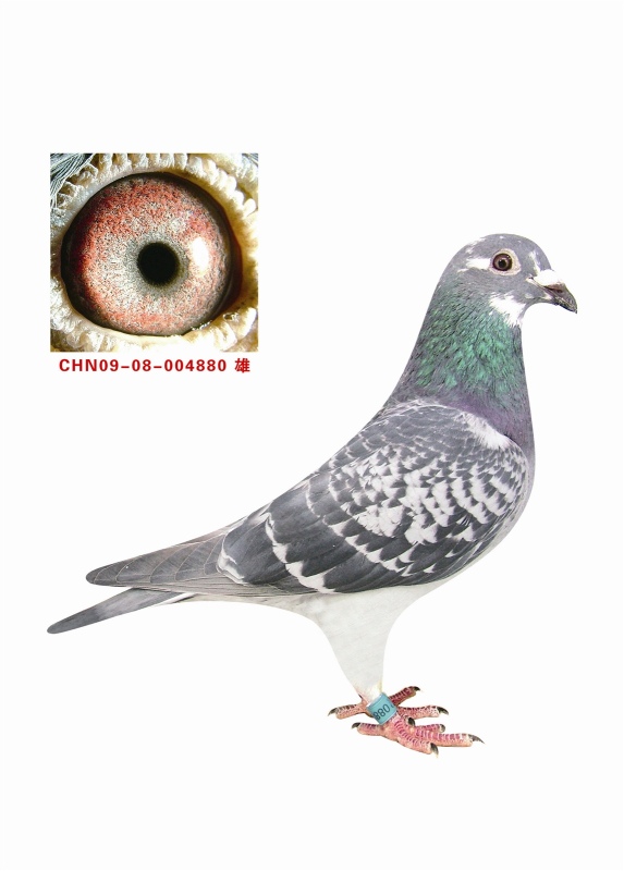 霍夫肯(黑猪)最高辈份