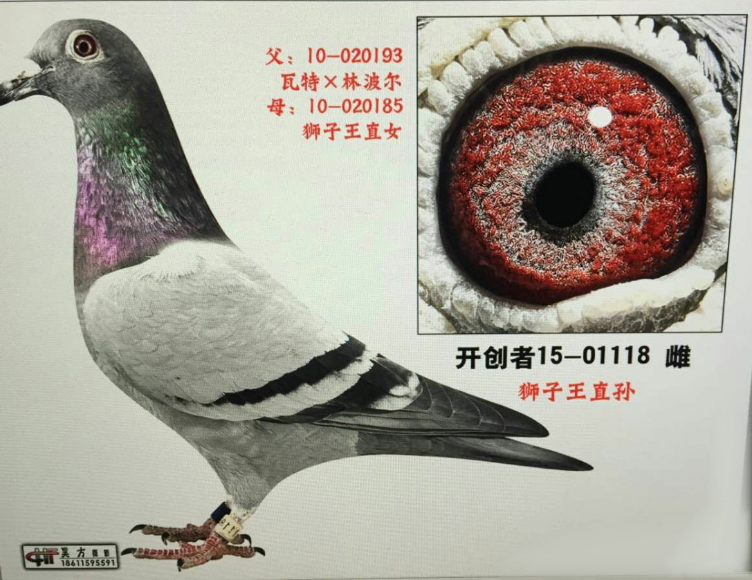 林波尔狮子王直孙