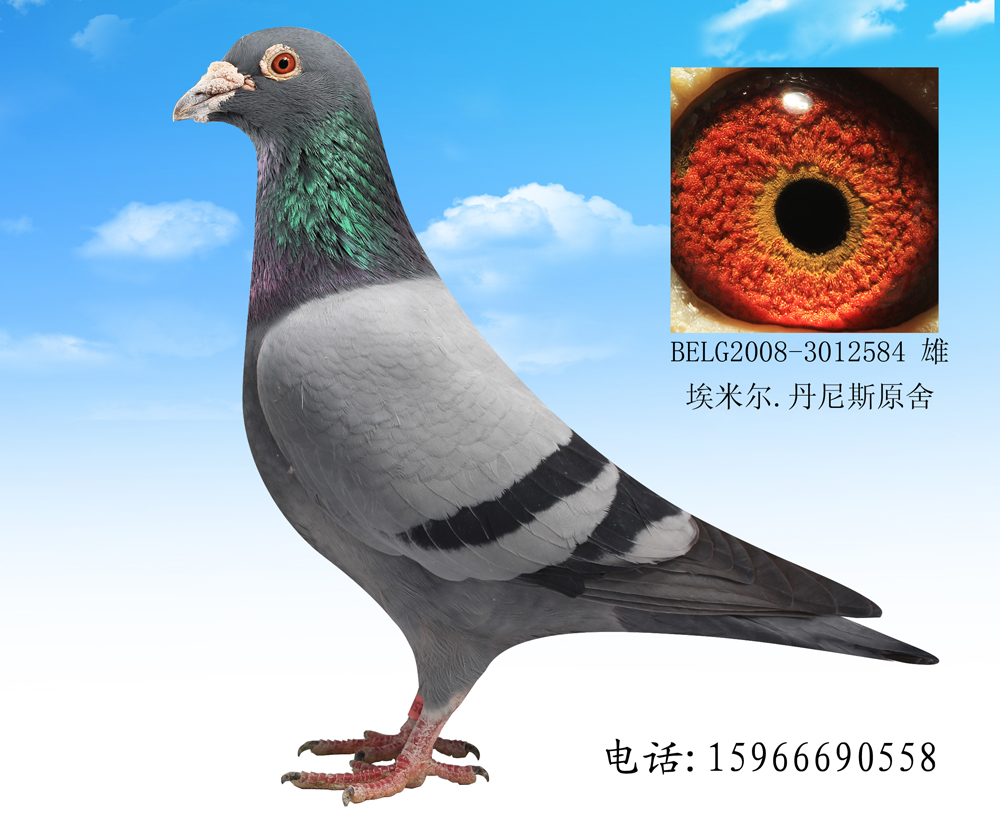 丹尼斯原舍(已售)