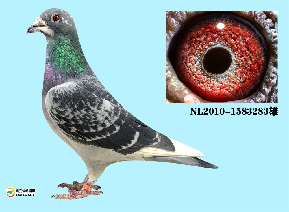 凡登伯格 五次获奖 已售_安徽豪翔赛鸽_ ag188.