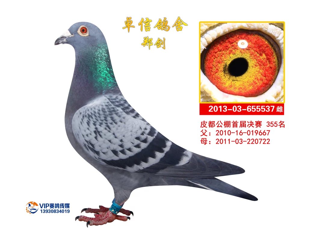 种雌537_河北博野天一鸽业_ag188.com爱鸽商城_中国信鸽信息网