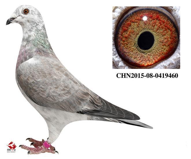 钻石级吐尼尔"老鹰" 回血