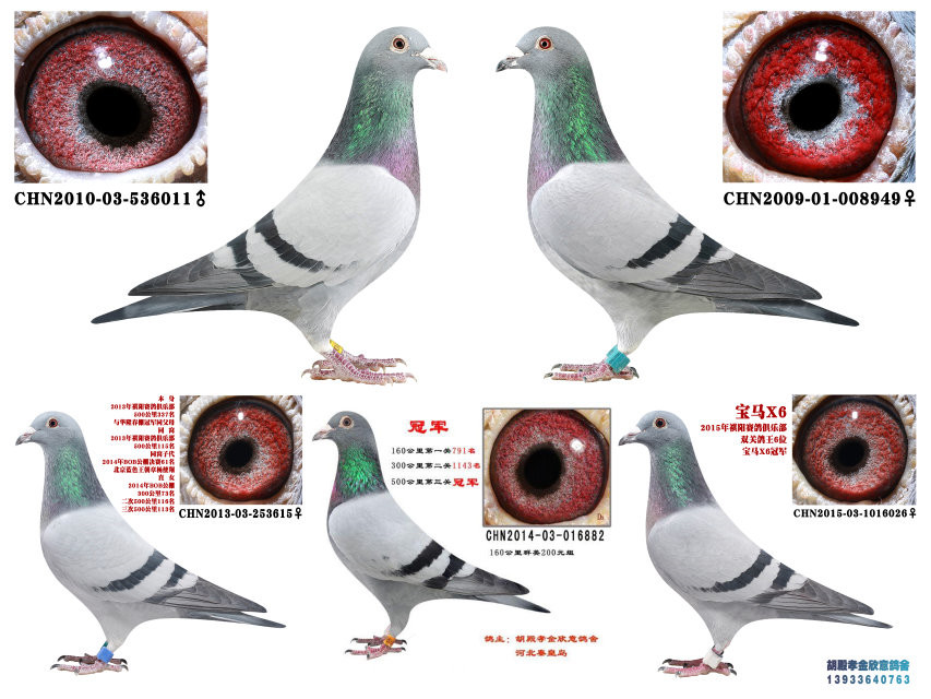 公棚鸽王父母配对图片图片
