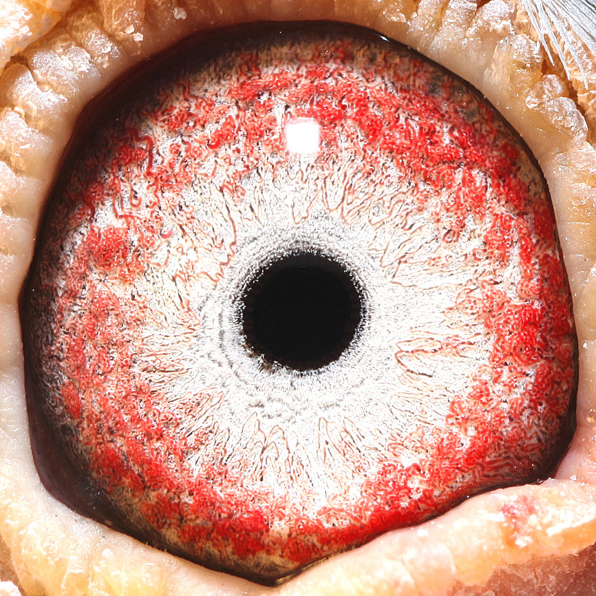 罗森波斯.桑杰士 已售出