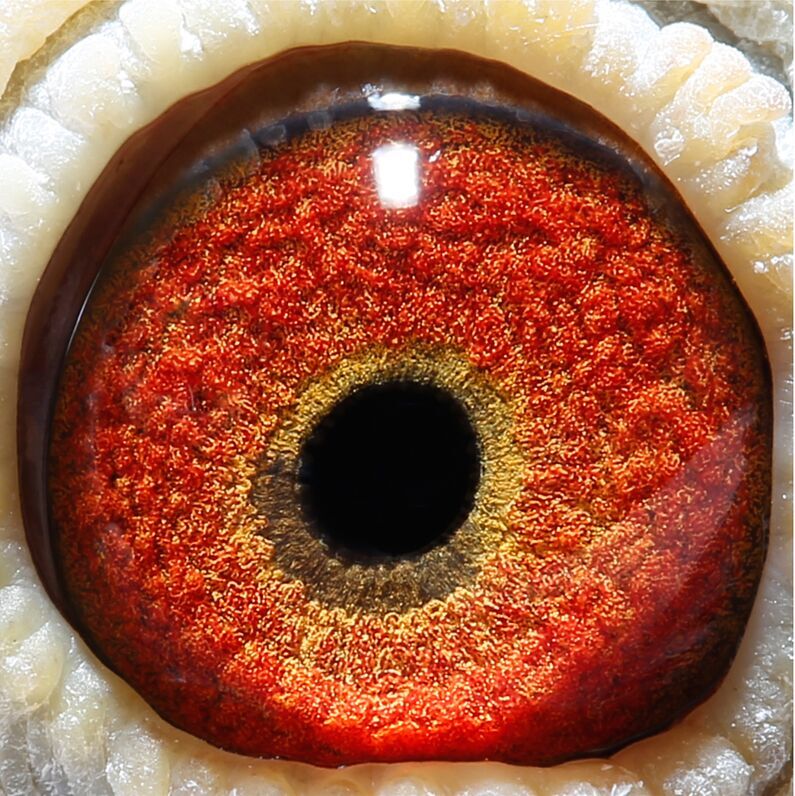 相关图片 信鸽特征                  编 号: 441781