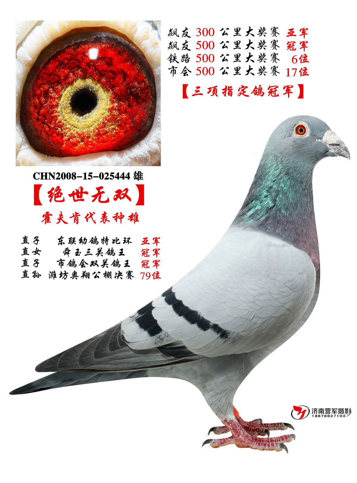 相关图片 信鸽特征                  编 号: 448622