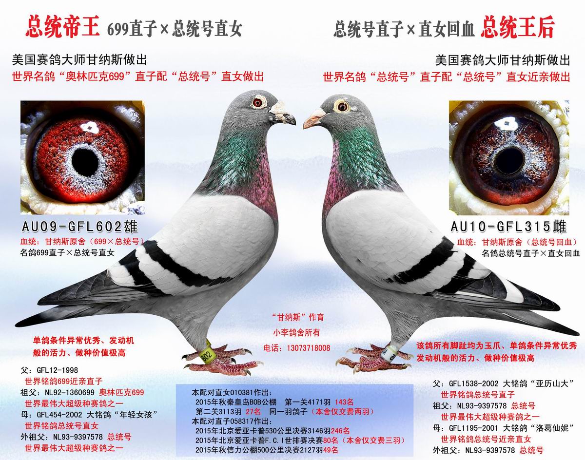 甘纳斯原舍 总统配对_小李鸽舍雷霆家族_ ag188.com爱鸽商城_中信网