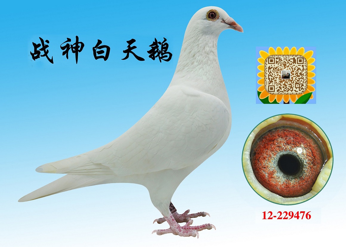 李巴克--白天鹅_台湾培英鸽舍_ ag188.com爱鸽商城_中国信鸽信息网