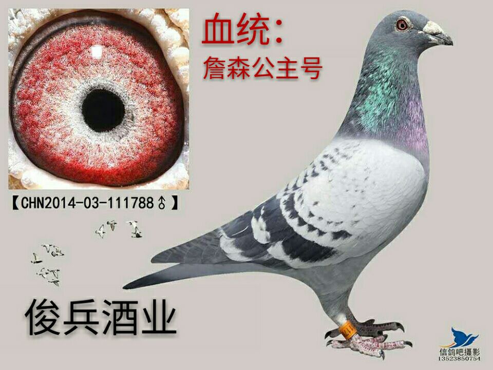 詹森公主号直系