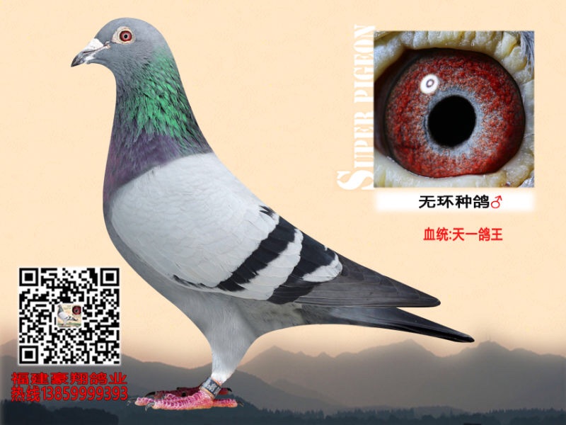 豪翔无环种鸽