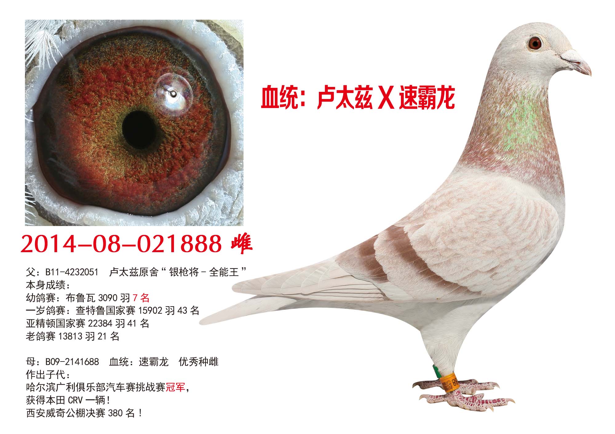 卢太兹x速霸龙_哈尔滨腾龙鸽舍_ ag188.com爱鸽商城_中国信鸽信息网