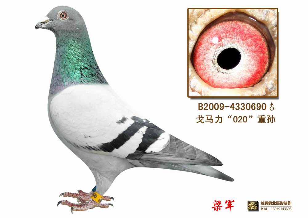 北京龙腾鸽业种鸽图片图片