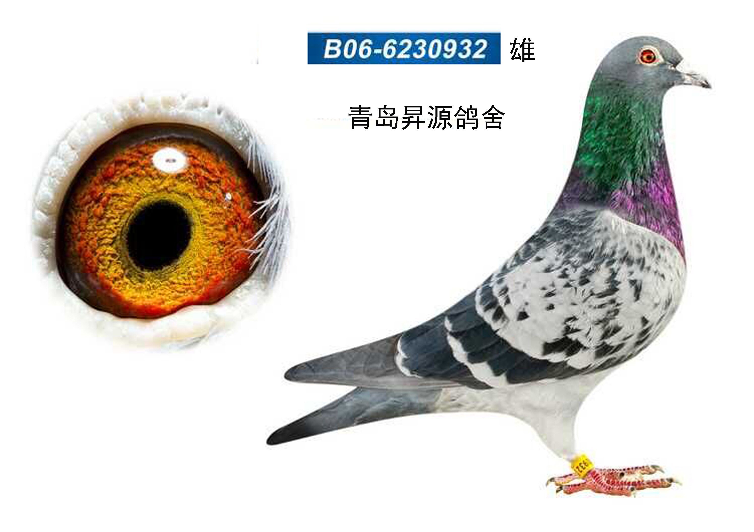 凡龙_青岛升源鸽舍_ ag188.com爱鸽商城_中国信鸽信息网