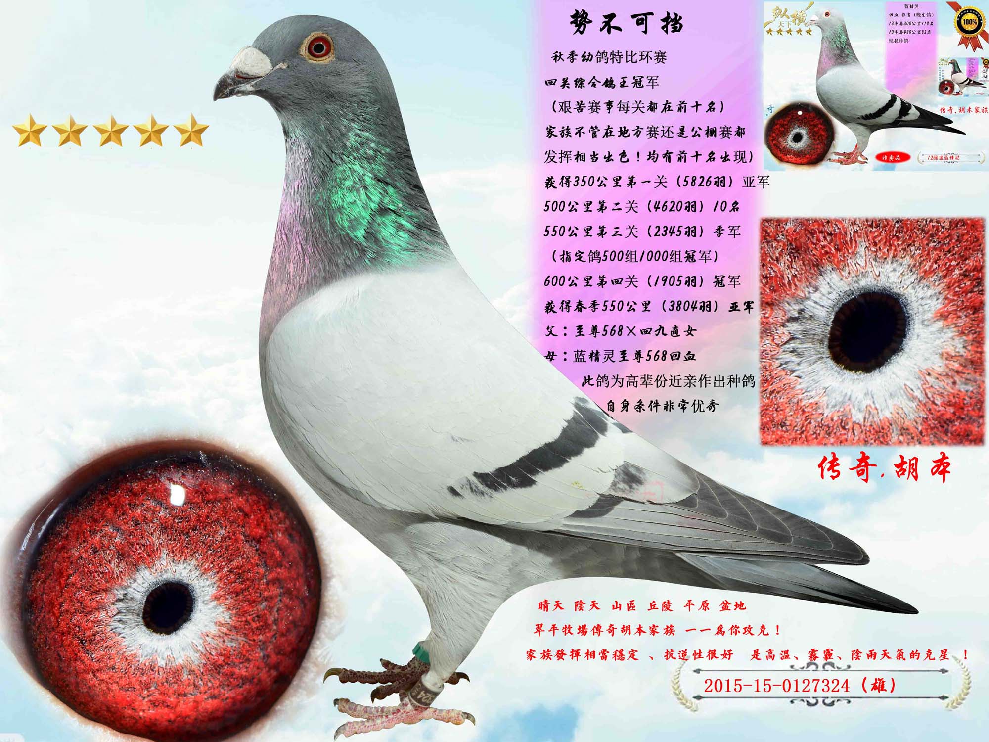 【四关鸽王】冠军