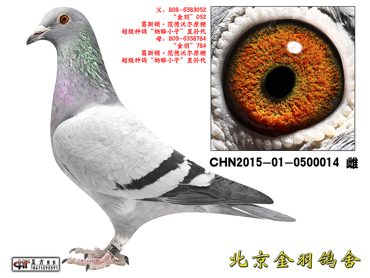 金羽鸽舍的优秀种鸽图片