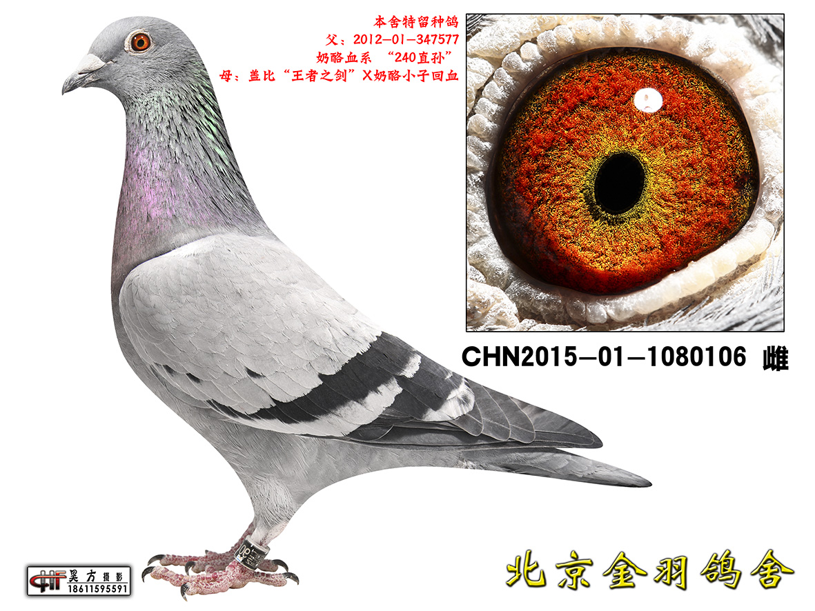 大名鴿240曾孫