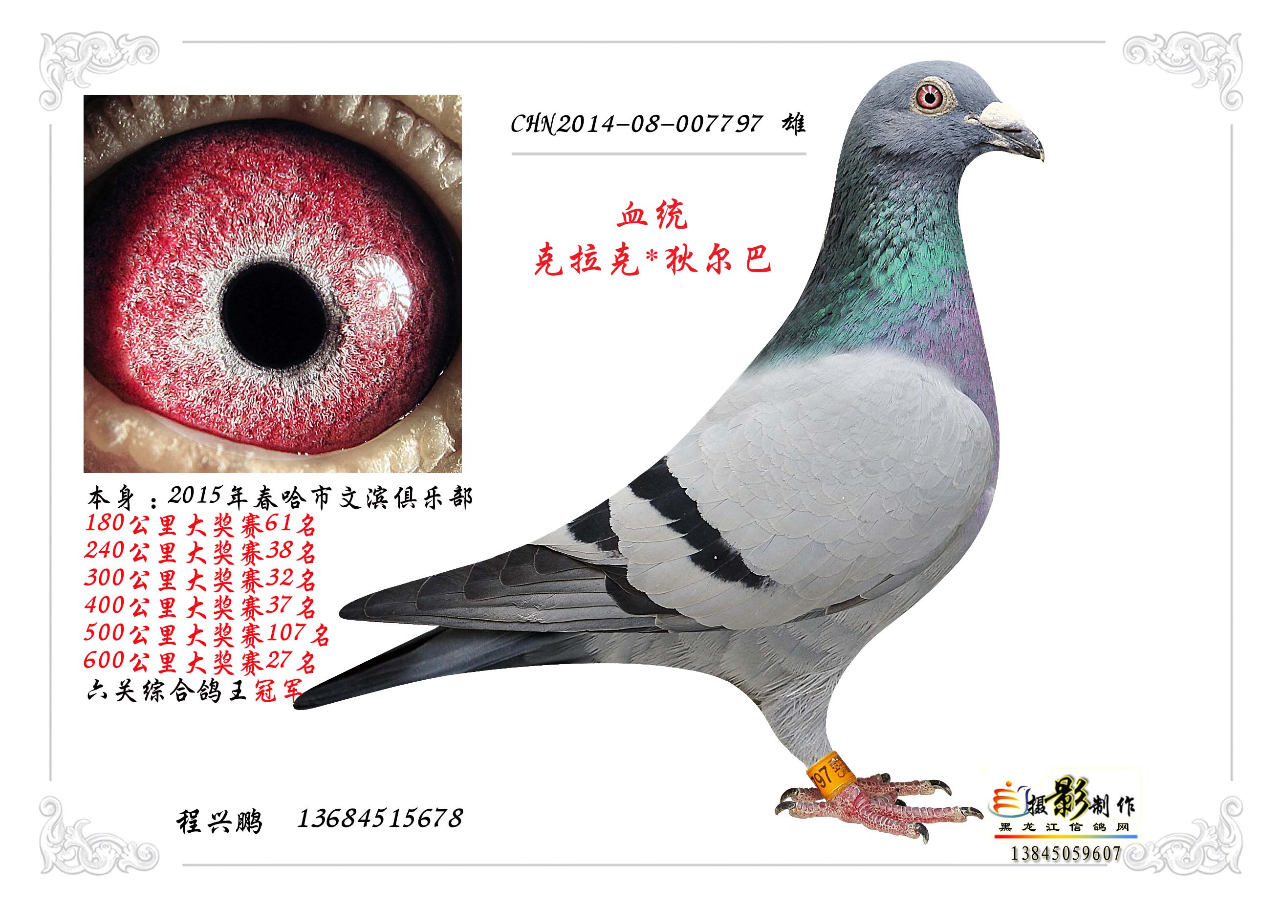 15年春文滨俱乐部六关综合鸽王冠军