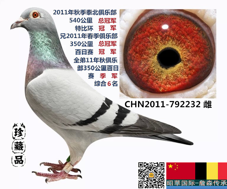 怪眼冠军号_昭华国际.育翔基地-中信网爱鸽商城