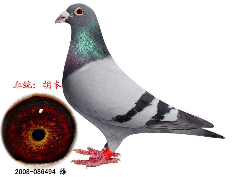 信鸽特征