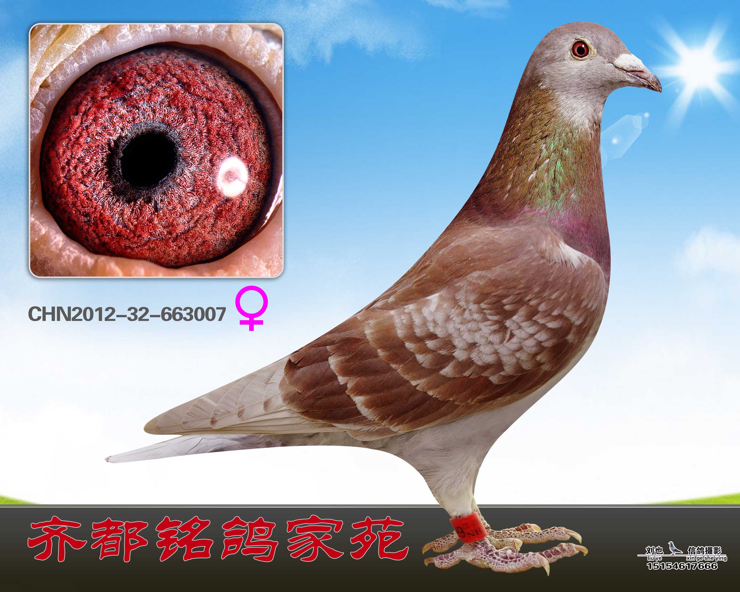 红狐731近血_齐都铭鸽佳苑-中信网爱鸽商城